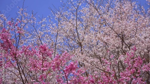 Wallpaper Mural 桜　さくら　サクラ　Sakura Torontodigital.ca