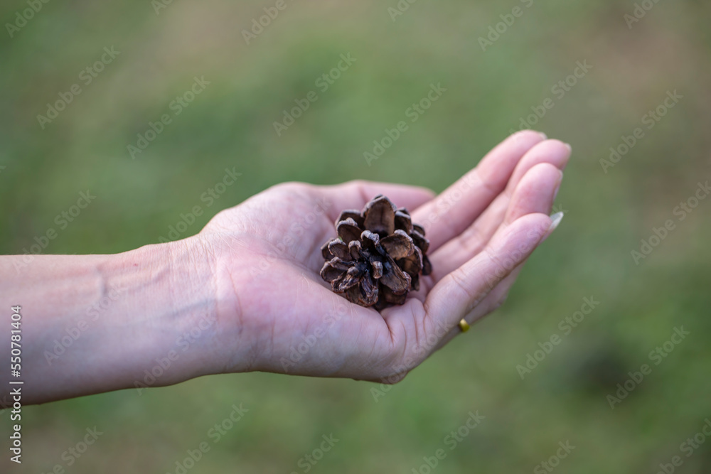 Close up photo of pine cone on hand and blurred background.