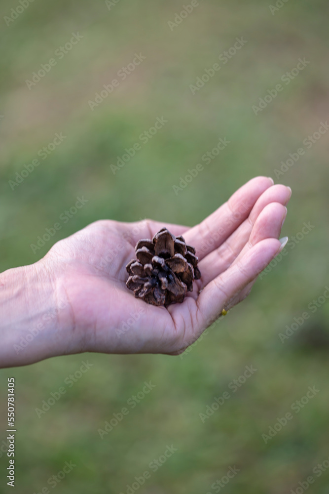 Obraz premium Close up photo of pine cone on hand and blurred background.