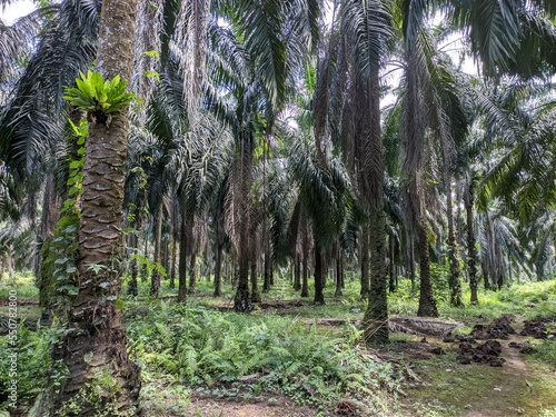 old oil palm plantation in south kalimantan