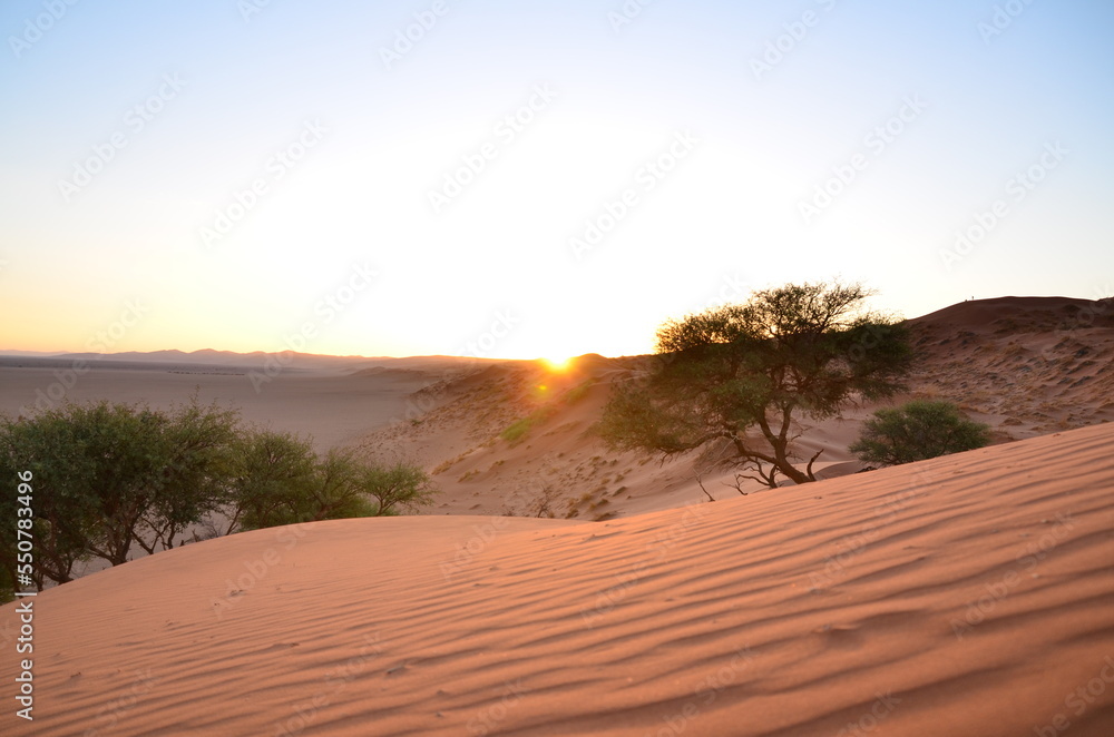  dune with tree in sunset in dry pan of Sossusvlei Namib Naukluft National Park