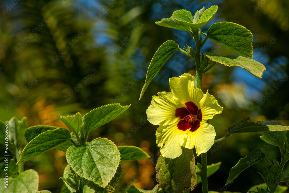 Yellow flower with reddish brown centre of a Wild Hibiscus (hibiscus hispidissimus) Yellow flower with reddish brown centre of a Wild Hibiscus (hibiscus hispidissimus)