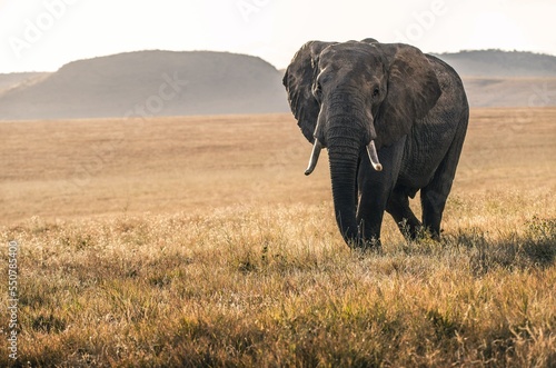 African elephant photo in jungle in hd quality 