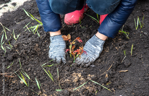 The girl plants flowers in the garden bed.