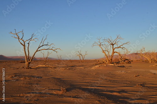 Sunset with Tree on dune in dry pan of Sossusvlei Namib Naukluft National Park