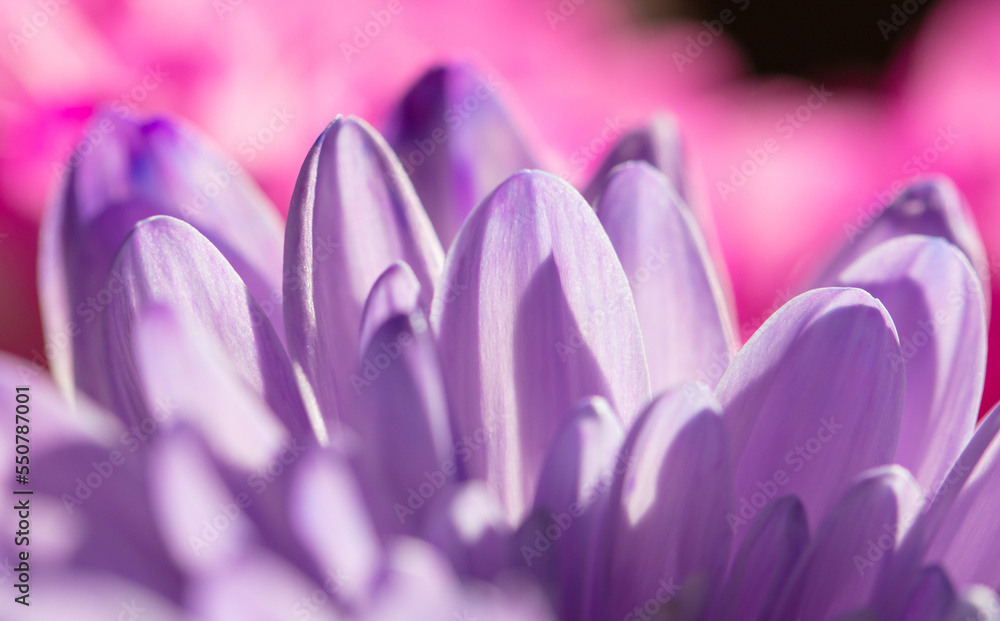 Petals of blue chrysanthemum flowers as background. Petals of blue chrysanthemum flowers as background.