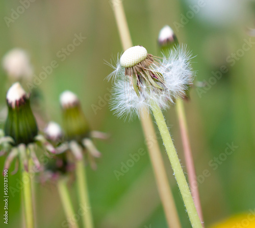 Fluffy dandelions in nature. Macro