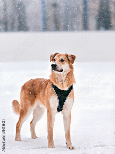 a red-haired dog in a harness stands under falling snowflakes