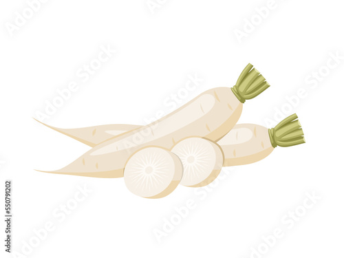 Vector illustration, fresh white radish with slices, isolated on white background.