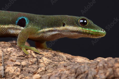 A portrait of a Peacock Day Gecko on the branch of a tree
