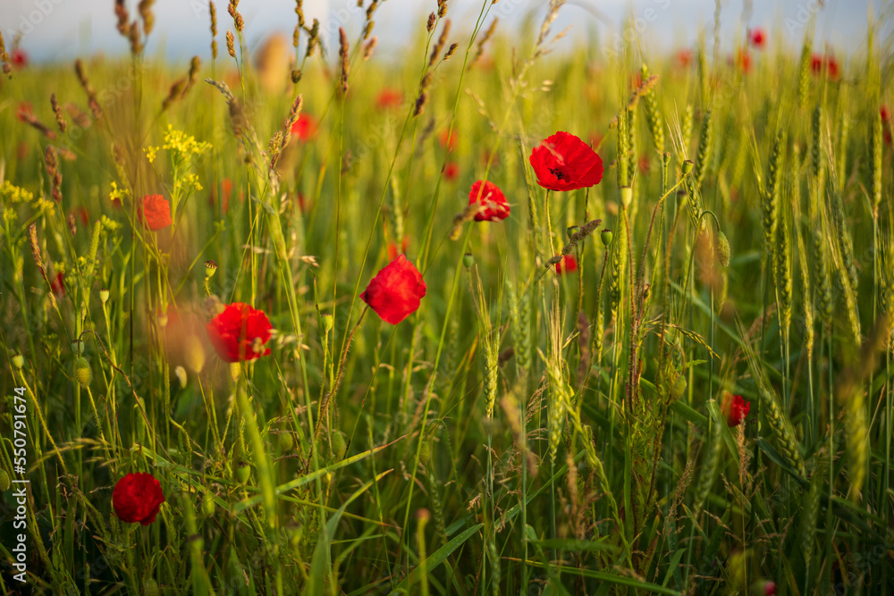 Obraz premium Mohnblüten im Getreidefeld, geringe Tiefenschärfe