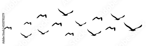 Photo Flying birds group transparent. Birds isolated on white.