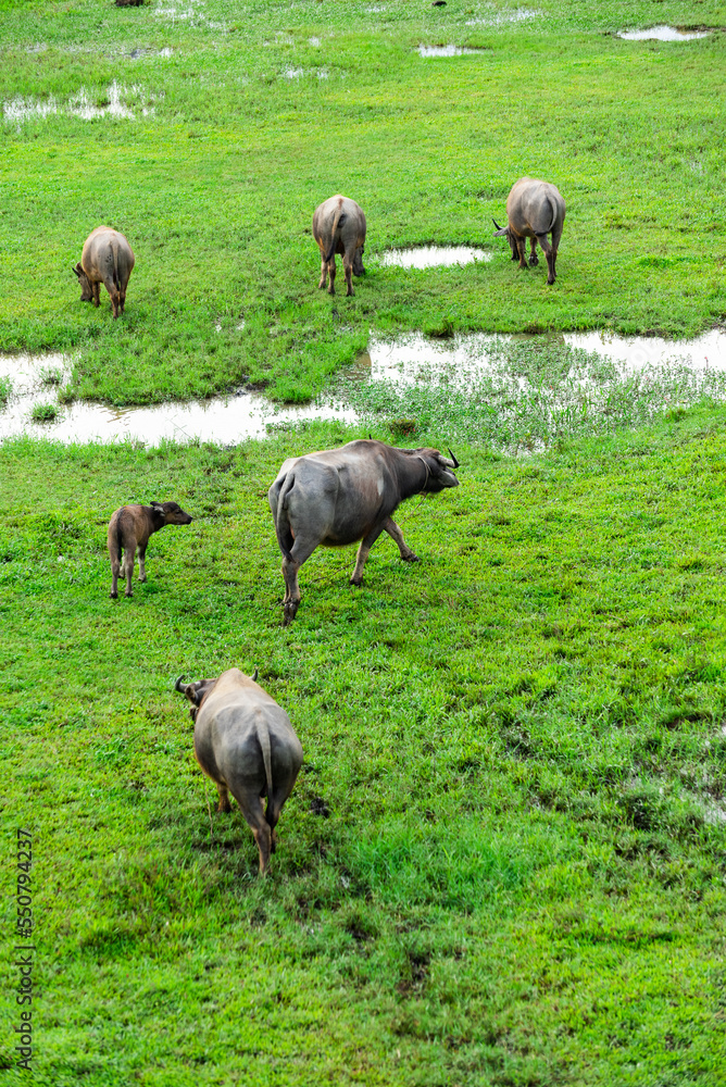 herd of buffalo grazing in the field