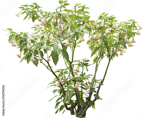 Isolated PNG cutout of an angel's tears plant on a transparent background
