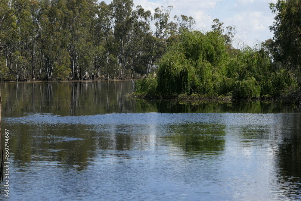 The Murray River in Flood at Barmah The Murray River in Flood at Barmah