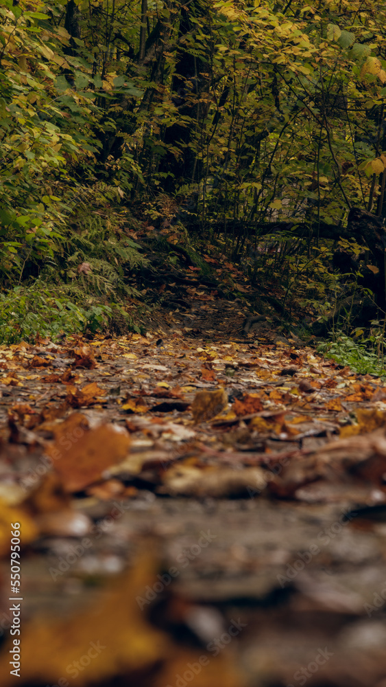 Foto autumn in the forest