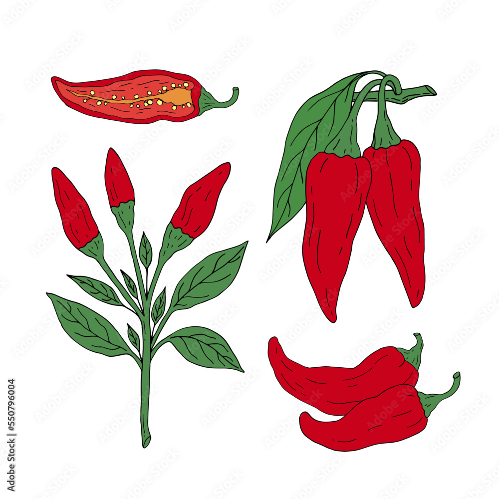Chili Pepper set. Hot mexican spices. Hand drawn sketch. Vector drawing