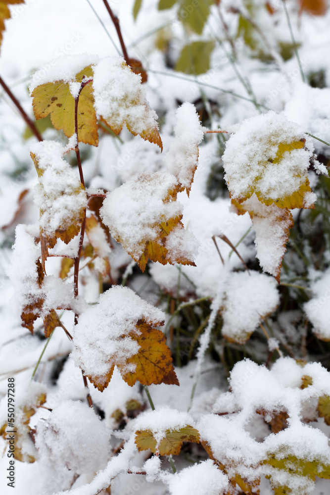 Snow covered yellow leafs on the ground Snow covered yellow leafs on the ground