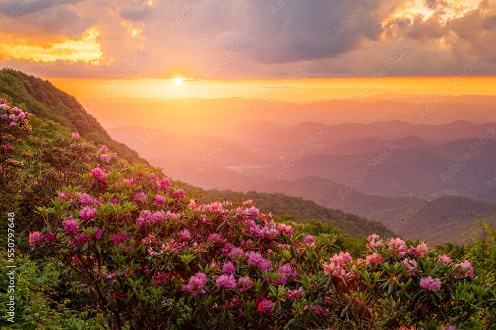 The Great Craggy Mountains along the Blue Ridge Parkway in North Carolina, USA with Catawba Rhododendron