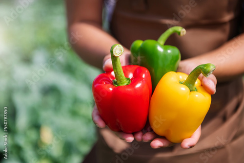 Fresh bell pepper holding by hand in sun light.