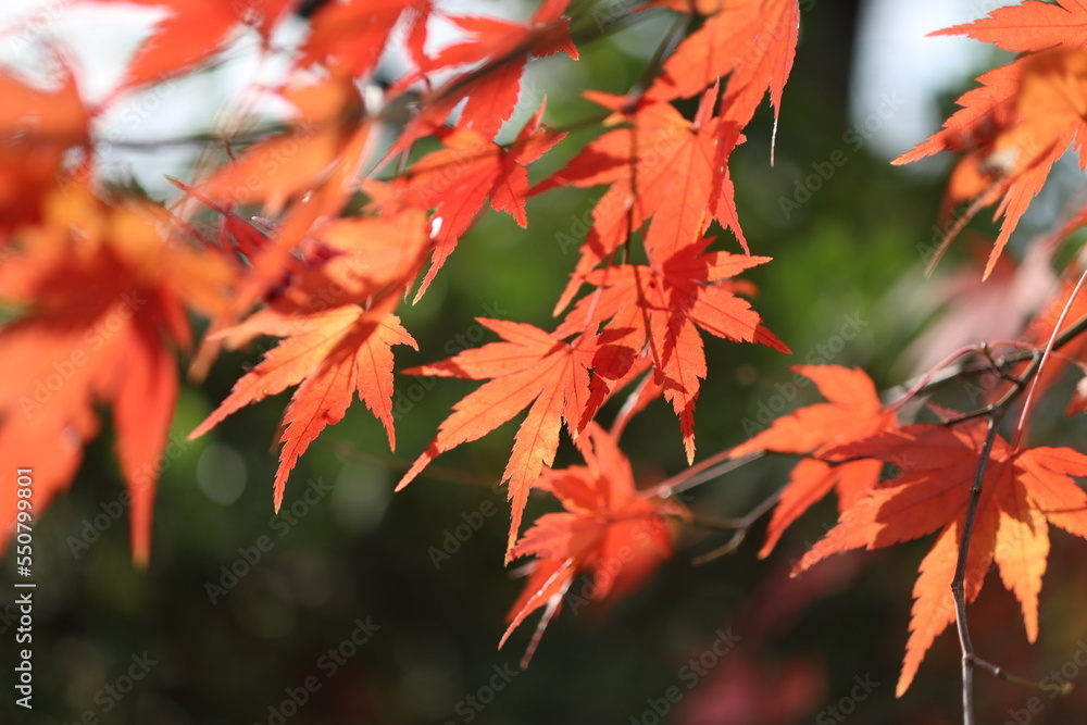 紅葉