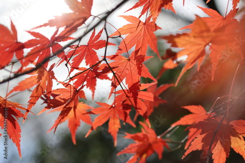 紅葉