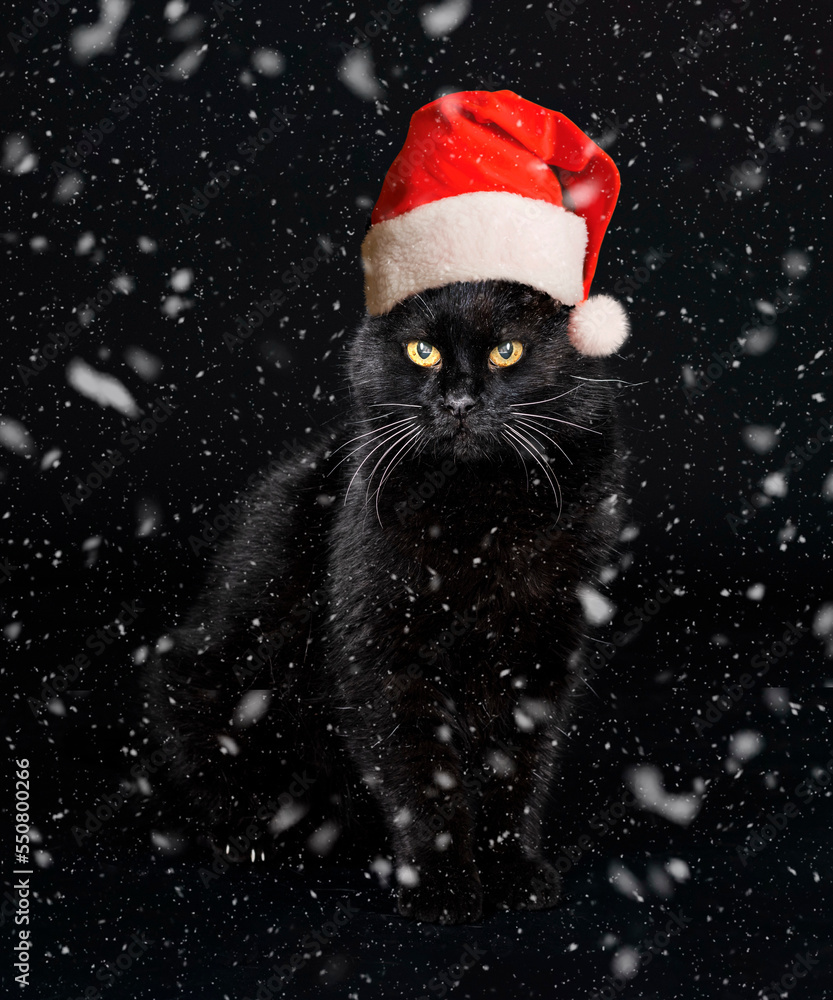 black cat in studio black cat in studio