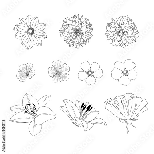 Garden flower set: dahlia, dogrose, lily. Line art, outline silhouette. Vector illustration.