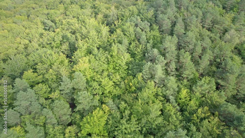 Dense green deciduous forest, bird's eye view - top down aerial shot Dense green deciduous forest, bird's eye view - top down aerial shot