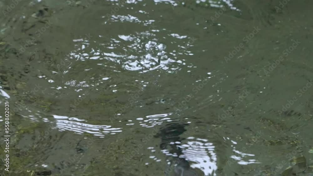 Brown dipper (Cinclus pallasii) diving underwater to forage for aquatic invertebrates, close-up