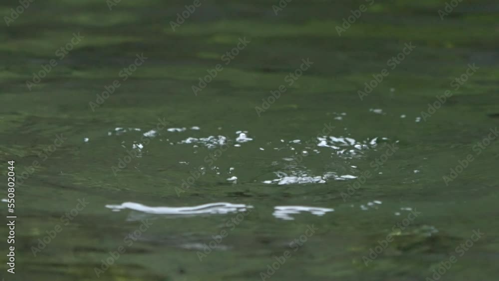 Brown dipper (Cinclus pallasii) diving into clear streams in the mountains to find food. Brown dipper (Cinclus pallasii) diving into clear streams in the mountains to find food.