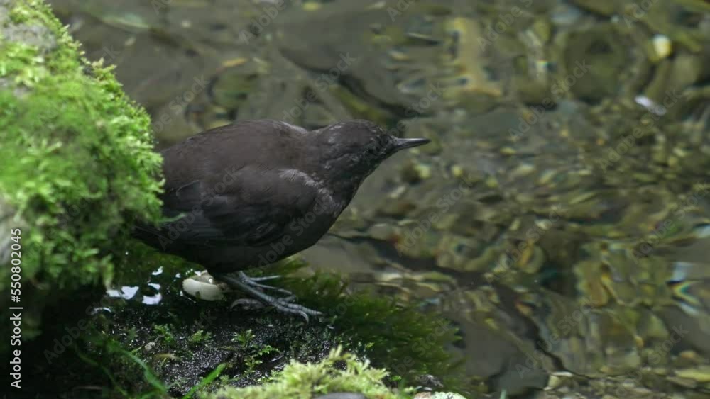 Cute brown dipper (Cinclus pallasii) perching on streambank catching insect for food