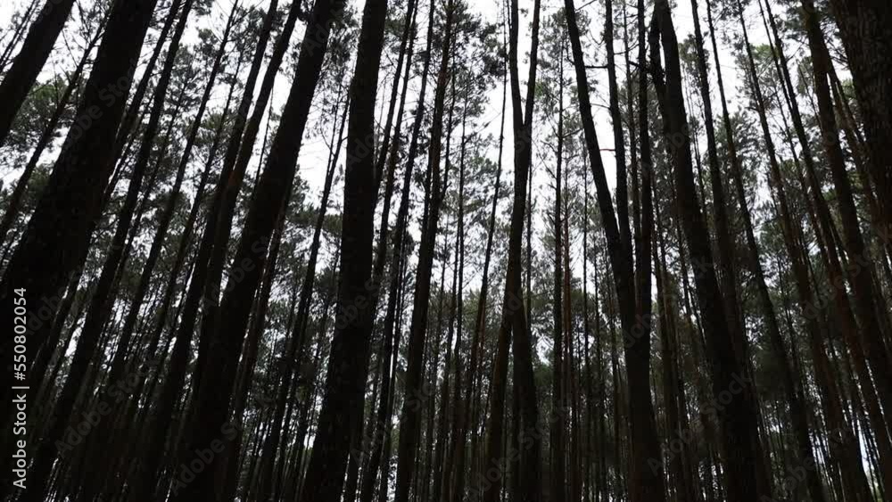 Trees in a dark pine forest during the day. Panning shot Trees in a dark pine forest during the day. Panning shot