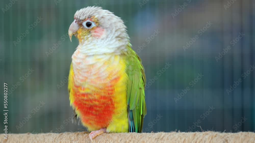 Adult Cinnamon green-cheeked conure or Parakeet (Pyrrhura molinae) perched - close-up Adult Cinnamon green-cheeked conure or Parakeet (Pyrrhura molinae) perched - close-up