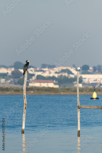 cormorants on perches in marsh