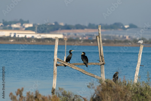 cormorants on perches in marsh © TREAURESTOCK