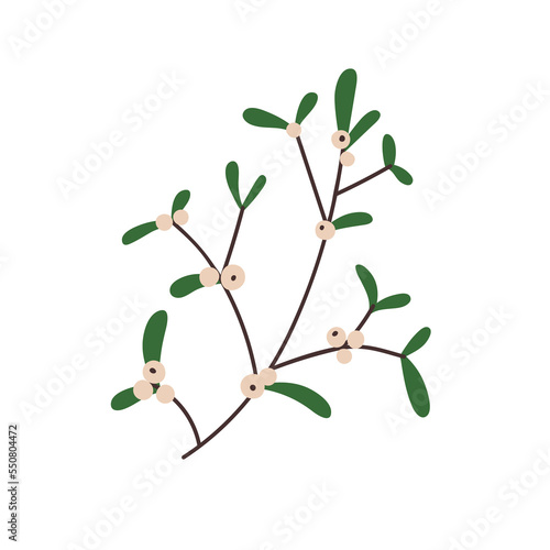 Snowberry branch with snow berries and green leaf. Winter plant, twig with fr...