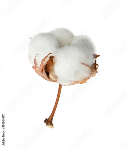 Fototapeta Naklejka Na Ścianę i Meble -  Beautiful fluffy cotton flower isolated on white