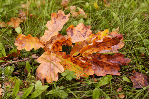 Fallen leaves after rain on grass in autumn, closeup
