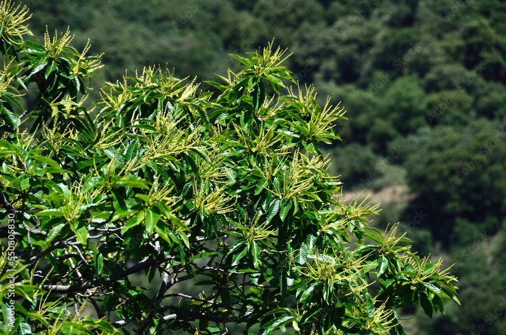Castaños en flor en el mirador del Valle del Genal en Málaga, Andalucía, España Castaños en flor en el mirador del Valle del Genal en Málaga, Andalucía, España