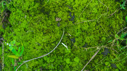mossy concrete and overgrown with wild plants