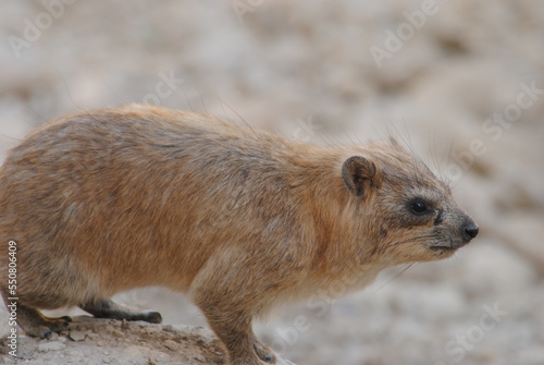 Rock hyrax (Procavia capensis), also known as the Cape hyrax. Wild life animal. This animal is also known as pimbi or dassie. photo