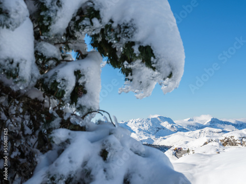 Chaîne de montagne avec en premier plan un sapin recouvert d'une épaisse couche de neige