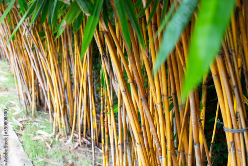 Yellow bamboo plant in the garden