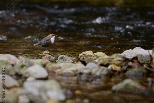 bird, natur, grossartig, blaumeise, meise