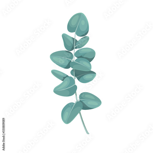 Eucalyptus vector illustration. Cartoon isolated wild plant with green leaves on branch, rustic summer or spring greenery and botanical decor, natural herbal herbarium with eucalyptus leaf on stem