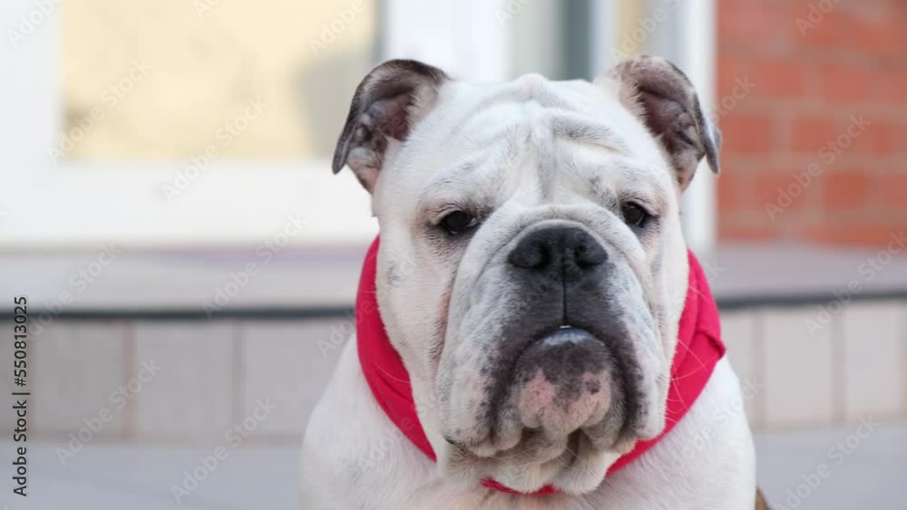 Young english bulldog in a red bandage collar looks at the camera. Outdoors. Pets Concept Young english bulldog in a red bandage collar looks at the camera. Outdoors. Pets Concept