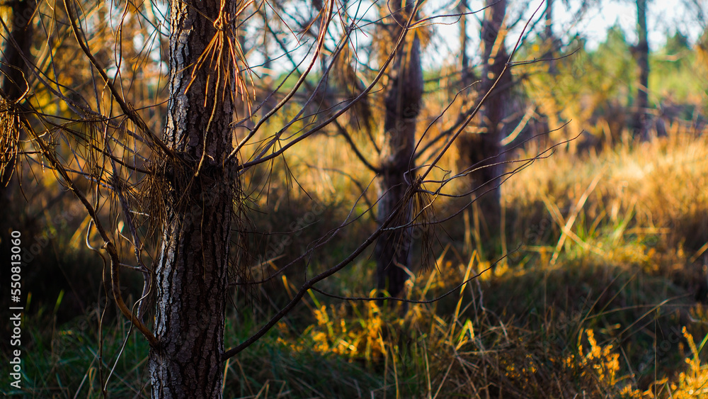 Bruyères et fougères entre des rangées de pins, dans la forêt des Landes de Gascogne, mises en valeur par le crépuscule Bruyères et fougères entre des rangées de pins, dans la forêt des Landes de Gascogne, mises en valeur par le crépuscule
