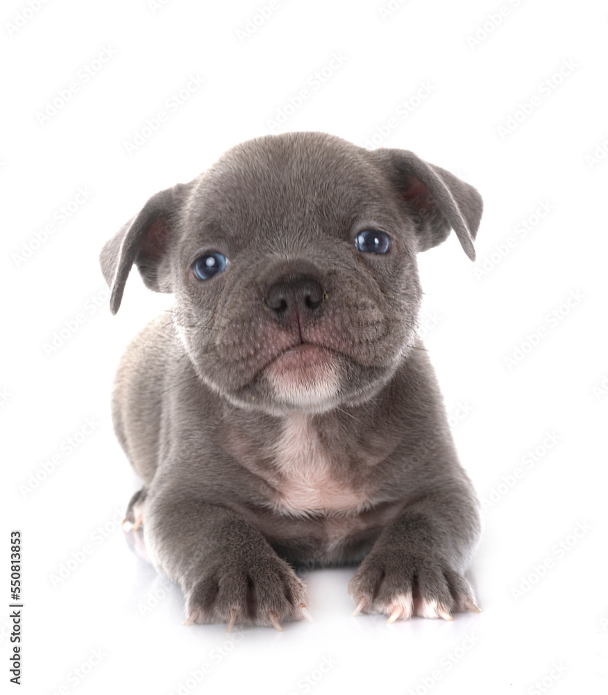 Fototapeta premium puppy french bulldog in studio