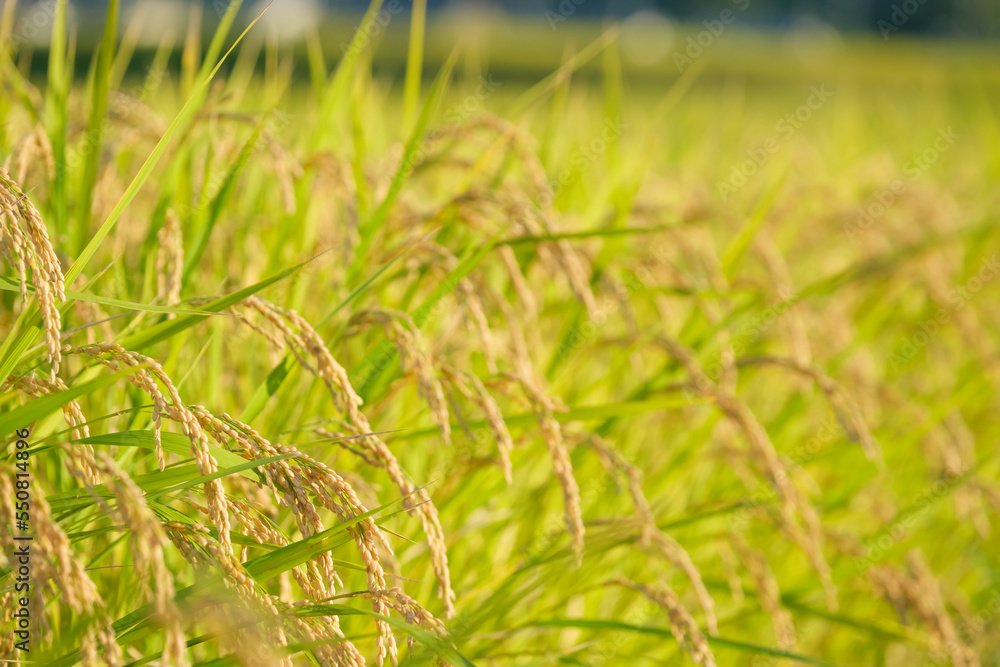 Autumn farming village, golden rice at harvest time Autumn farming village, golden rice at harvest time